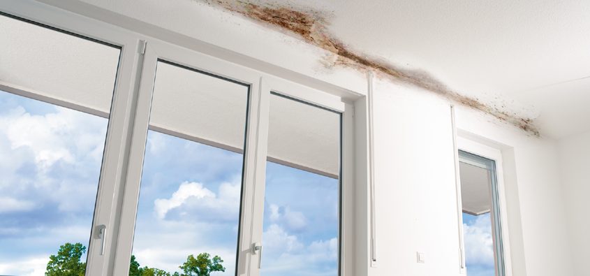 Bauen-Schimmelpilzgifte-einatmen-ist-schlimmer-1