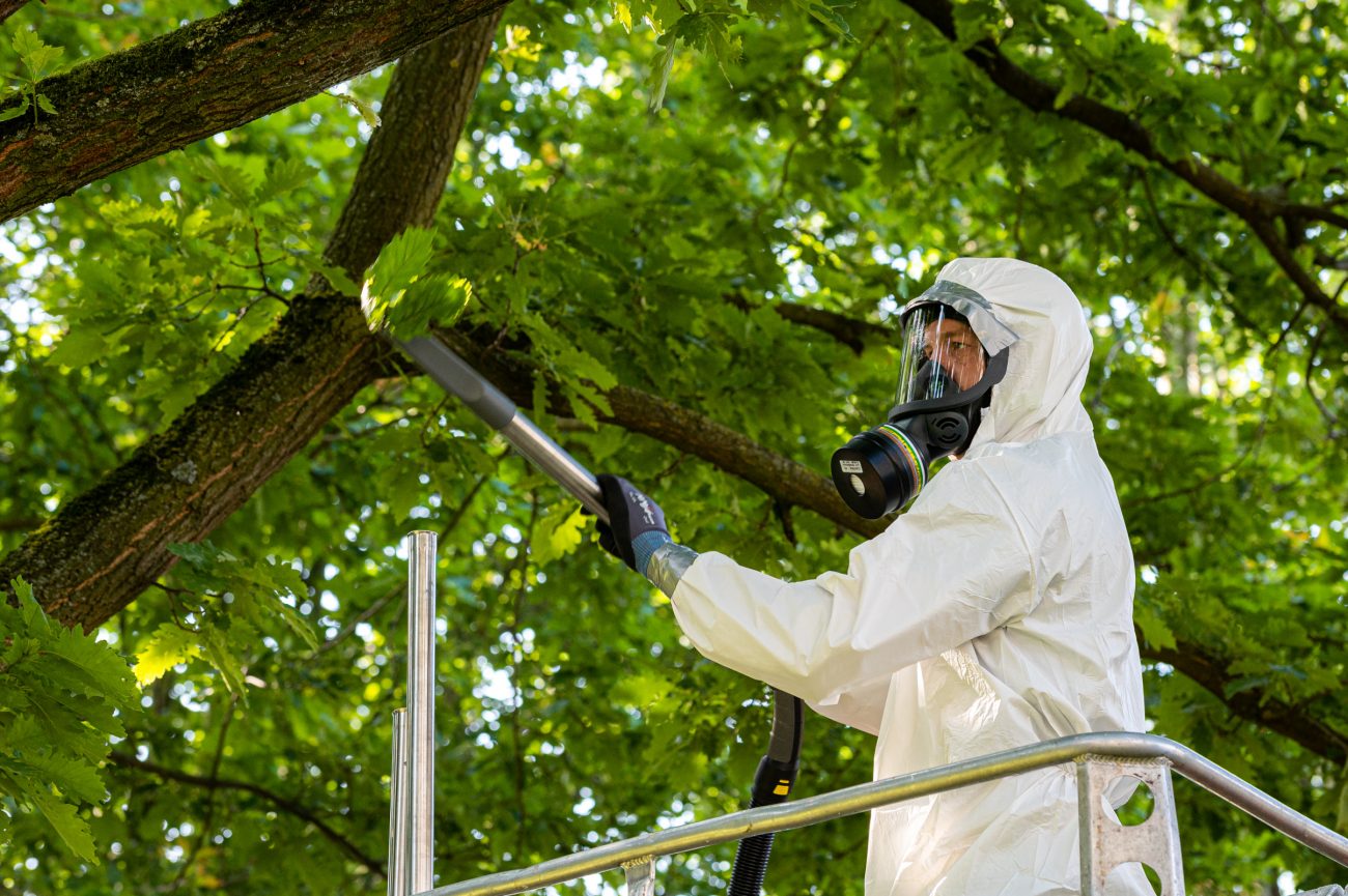 Vonovia Entfernung Eichenprozessionsspinner Hamm