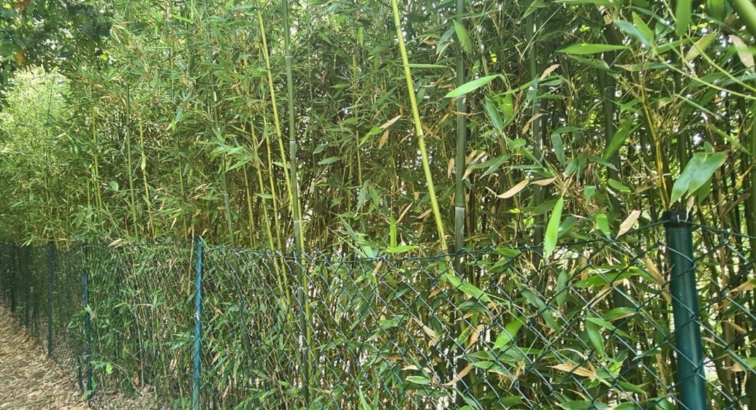 Screenshot 2025-09-13 102900 bambushecke wohnungswirtschaft heute foto gerd warda